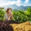 káva XIN Chao Hanoi honey – 100 % vietnamská robusta z Dak Laku